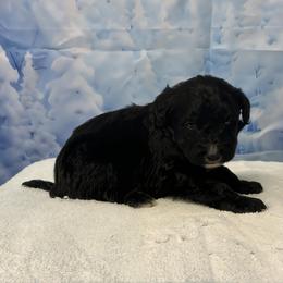 Bandit - Black and white male Bernedoodle puppy in Owenton, Kentucky from Elagant Acres