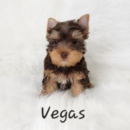 Vegas - Chocolate and tan male Yorkshire Terrier puppy in Adair, Oklahoma from Phillippe's Puppy Paws
