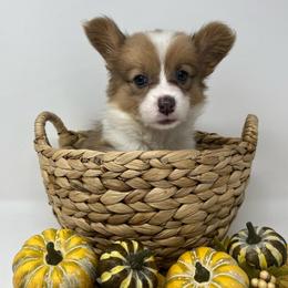 Mocha (sable bluie fluffy) - Sable female Pembroke Welsh Corgi puppy in Waco, Texas from The Comma Corgis