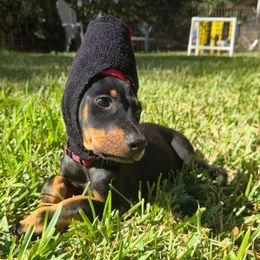 Red collar black male - Black and rust male Doberman Pinscher puppy in Houston, Texas from Draggin Dobermans & Great Danes
