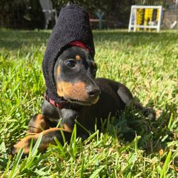 Red collar black male - Black and rust male Doberman Pinscher puppy in Houston, Texas from Draggin Dobermans & Great Danes