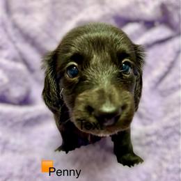 Penny - Black female Dachshund puppy in Huntington, Arkansas from Rockstar.Weiners