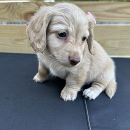 Dachshund Puppies from Lucy’s Mini Doxies
