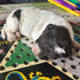 Reese - Brown and white male Bernedoodle puppy in Arabi, Georgia from Huckadoodle Farm