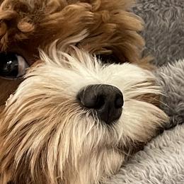 Cavapoos and Maltipoos from Sweetheart Doodles