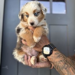 Wynonna - Blue merle female Miniature American Shepherd puppy in Payson, Arizona from Barnhardt Minis