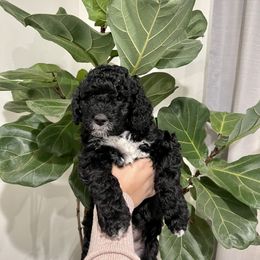 Assorted Doodle Crosses, Goldendoodle, and Sheepadoodle Puppies from Novadoodles801