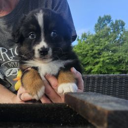 Demios - Black tri male Miniature American Shepherd puppy in New Providence, Pennsylvania from Tons of Kisses