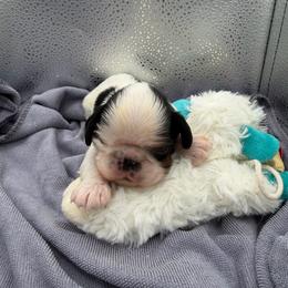 Micheal - Black white and tan male English Toy Spaniel puppy in Pennsylvania from Enchanting Charlies