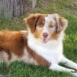 Miniature Australian Shepherds from FinnOak Aussies