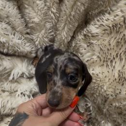 DO NOT SUBMIT APPLICATION UNLESS SERIOUS - Dapple male Dachshund puppy in Wisconsin from Sabe and Shabe’s Doxies