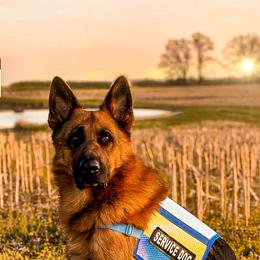 German Shepherd and Golden Retriever All Grown Up from A&K Elite Kennel’s