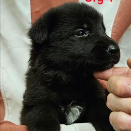 Girl 6 Orange - Black female German Shepherd puppy in Rome, Georgia from Patriot Shepherds