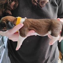 Yellow - Mahogany and white female Basset Hound puppy in Highland, Michigan from Dream Hounds of Michigan