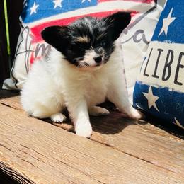 Bobby - White black and tan male Papillon puppy in Benton, Arkansas from Mama's Pride Poms and Paps
