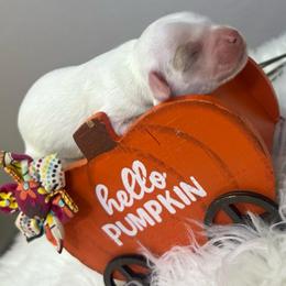 Snow White - Parti female Goldendoodle puppy in Boaz, Alabama from Doodles All Day