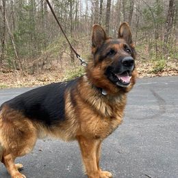 Bruno - German Shepherd