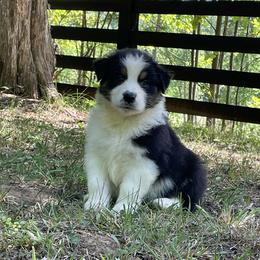Kenney - Black tri-color male Australian Shepherd puppy in Celina, Tennessee from CumberlandRidge Australian Shepherds