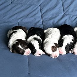 Aussiedoodle Puppies from JK Mini Doodles