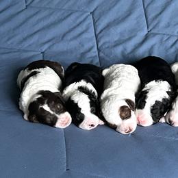 Aussiedoodle Puppies from JK Mini Doodles