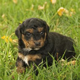 Elliot - Phantom male Poodle puppy in West Bend, Iowa from Blue Skies Terriers