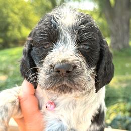 Raven - Black and white female English Springer Spaniel puppy in Bay City, Wisconsin from Springer Hills Farm