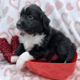 Red collar - Black tri male Miniature Australian Shepherd puppy in 32046, Florida from River Hill Ranch