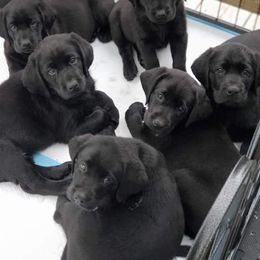 Dilute Retrievers and Labrador Retrievers from Burt Hill labs