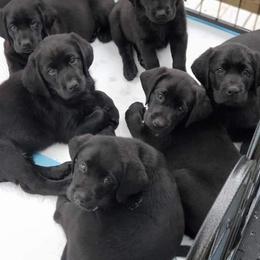 Dilute Retrievers and Labrador Retrievers from Burt Hill labs
