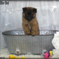 Belgian Tervuren Puppies from Kanna Belgian Tervuren