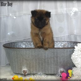 Belgian Tervuren Puppies from Kanna Belgian Tervuren