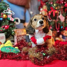 Ferdinand - Red male Dachshund puppy in Pocasset, Massachusetts from Dachs of the Bay