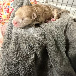 Gingerbread - Cream sable female Pomeranian puppy in Clarksville, Tennessee from Bee Mine Maltipoos and Pomeranians