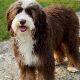 Juliette - Bernedoodle