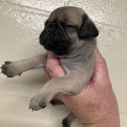 Boy 3 - Fawn male Pug puppy in Brooksville, Florida from Windsorsprings