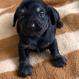Jasper - Black and tan male Dachshund puppy in Salem, Oregon from Longdox Mini Dachshunds