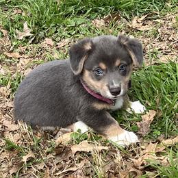 SCOUT - AKC - Blue male Pembroke Welsh Corgi puppy in Millsap, Texas from BJ's Blessings