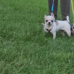 Delilah - Sable spotted white female Chihuahua puppy in Meridian, Oklahoma from Crazy Love Kennels