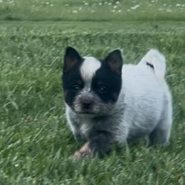 Boy 2 - Blue male Australian Cattle Dog puppy in Irvington, Kentucky from Dry Valley’s Australian Cattle Dogs