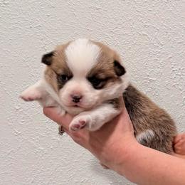 Ladybug - Sable female Pembroke Welsh Corgi puppy in Arcanum, Ohio from Weissway Corgis