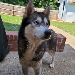 Lana - Siberian Husky