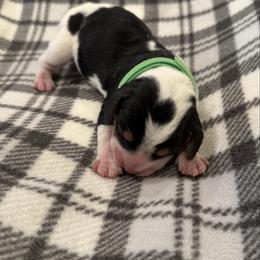 Green Collar - Black white and tan male Beagle puppy in Princeton, Minnesota from Thor’s Beagles & Maha’s Staffy