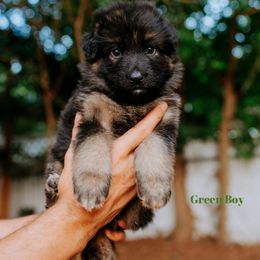 Green Boy - German Shepherd puppy in Grand Rapids, Michigan from Von Willow German Shepherds