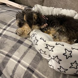 Schnoodle Puppies from Noodle Tings Puppies
