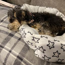 Schnoodle Puppies from Noodle Tings Puppies