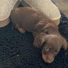 Molly - Chocolate and tan female Dachshund puppy in Mc Kenzie, Tennessee from Kristy's Dachshunds