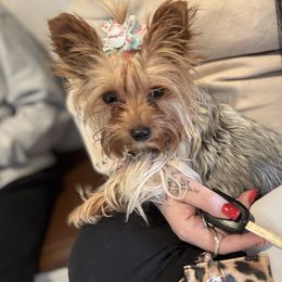 Candy - Yorkshire Terrier