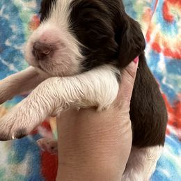 Red collar liver and white - Liver and white male English Springer Spaniel puppy in Jamestown, Kentucky from Waterworks Springers
