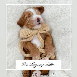 Valor - Red  male Goldendoodle puppy in Hollister, Missouri from Wild Acres Goldendoodles