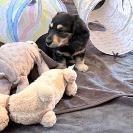 Drago - Black and cream male Dachshund puppy in Caulfield, Missouri from Hocomo Hollow Doxies